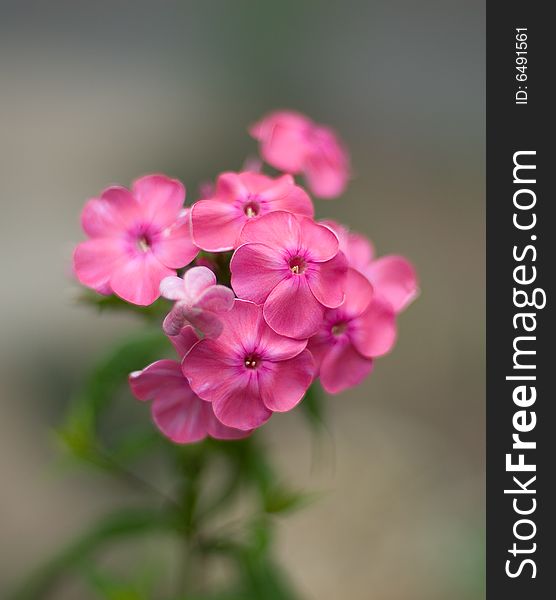 Large pink flower on an artistic bright background