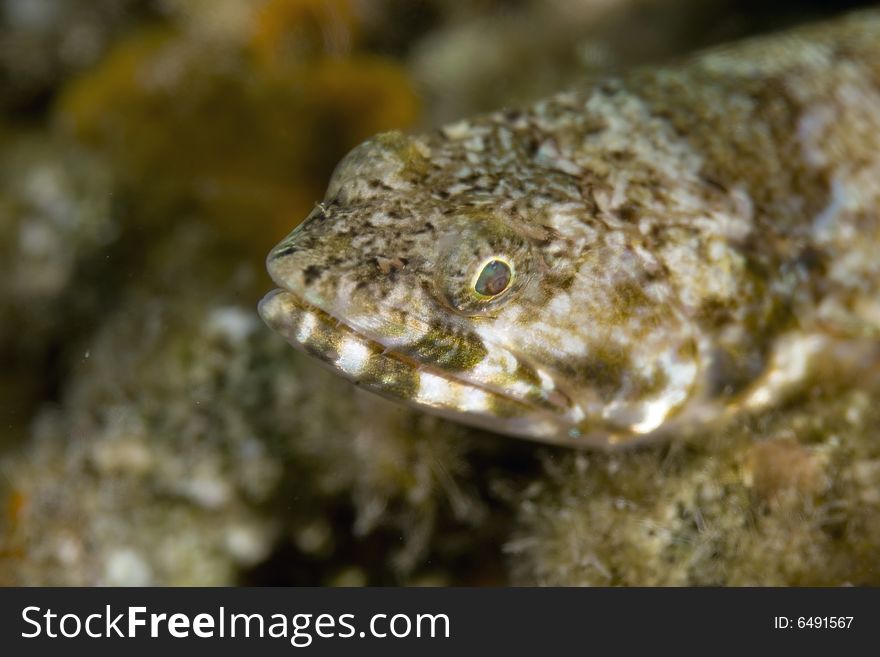 Reef lizardfish (synodus variegatus) taken in the Red Sea.