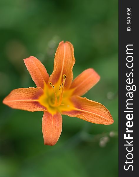 Tiger lily on an artistic green background