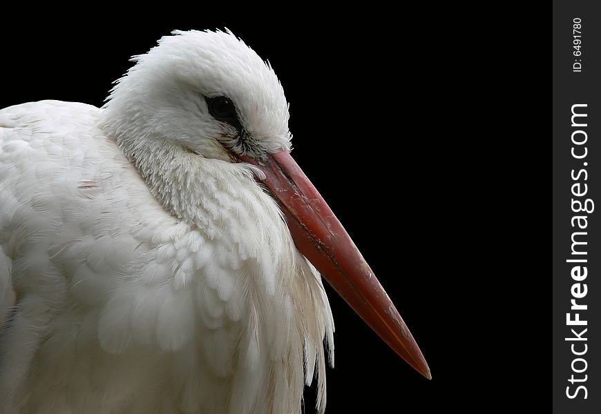 Stork On Black Background