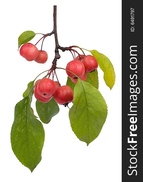 Paradise apple (Malus pumila), close-up. Paradise apple (Malus pumila), close-up