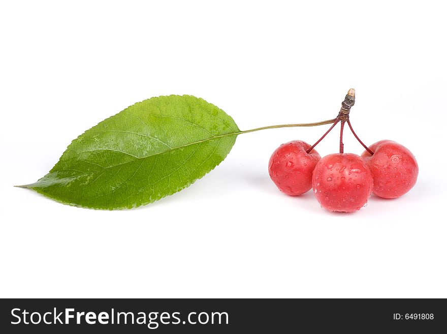 Paradise apple (Malus pumila) and leaf. Isolated images