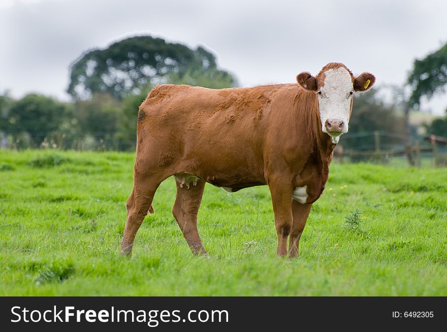 Cow, Brown & White