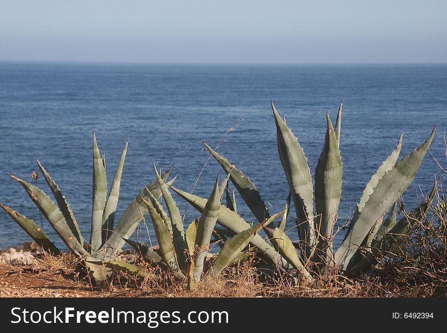 Cactus on the coast with the sea as background. Cactus on the coast with the sea as background