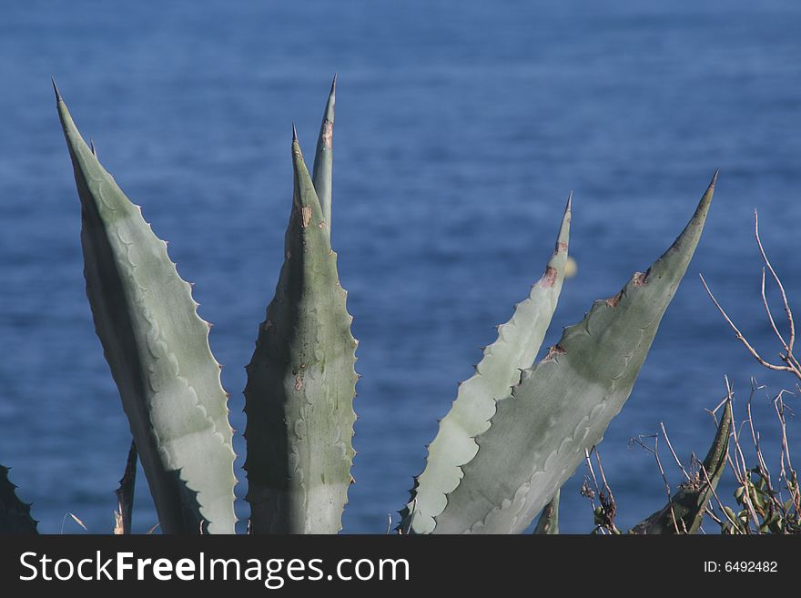 Cactus on the coast with the sea as background. Cactus on the coast with the sea as background