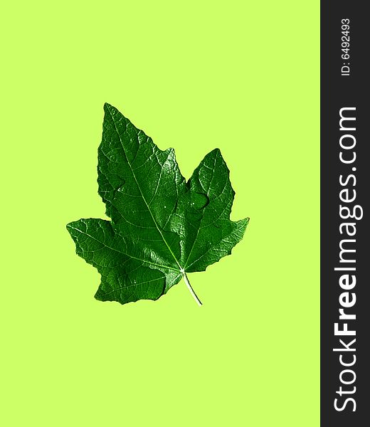 Dewy leaf on green background