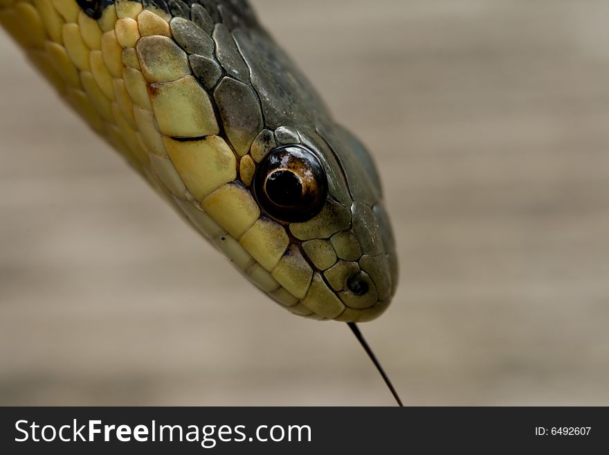 A close up of a garter snake's head. A close up of a garter snake's head.