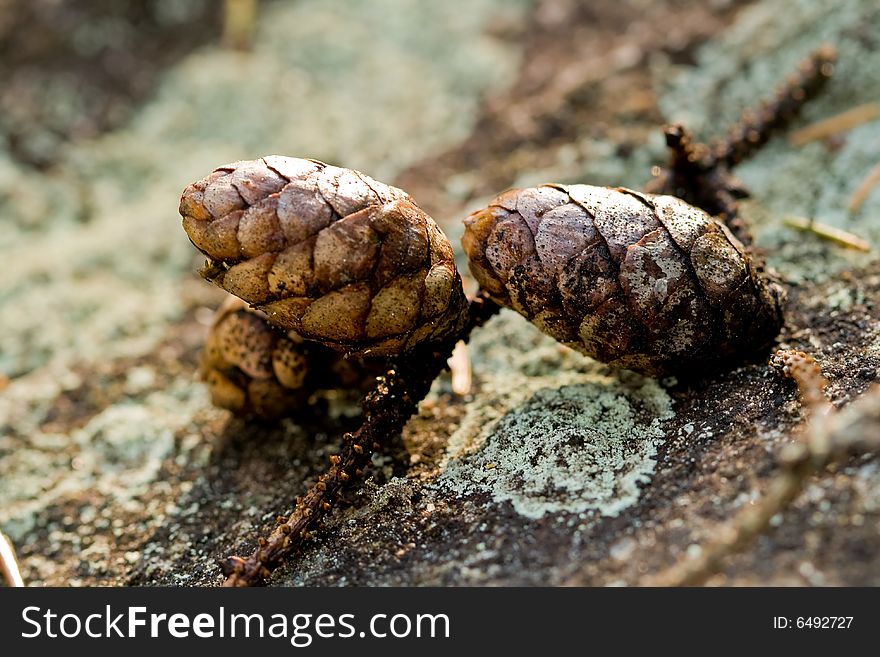 A pair of pine cones sitting on a rock