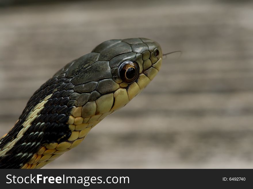 A close up of a garter snake's head. A close up of a garter snake's head.