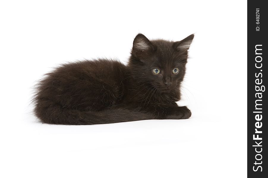 A black kitten looks down while sitting on a white background. A black kitten looks down while sitting on a white background