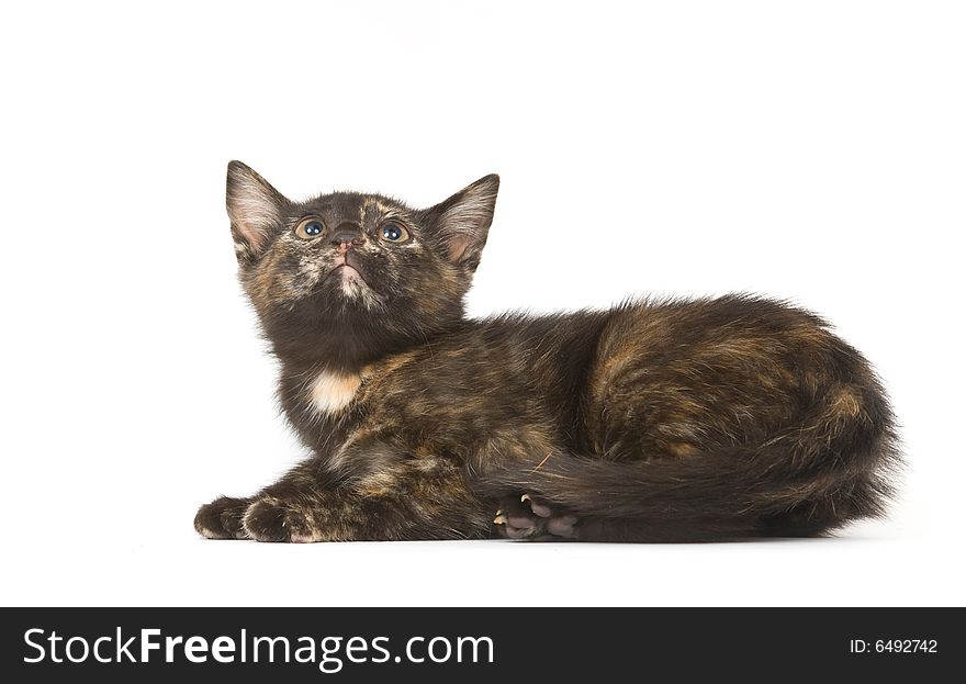 A pie colored kitten looking up on a white background