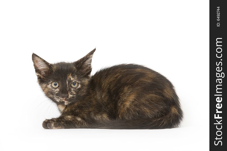 A pie colored kitten sits on a white background and looks at the camera