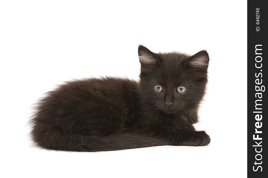 A black kitten resting on a white background