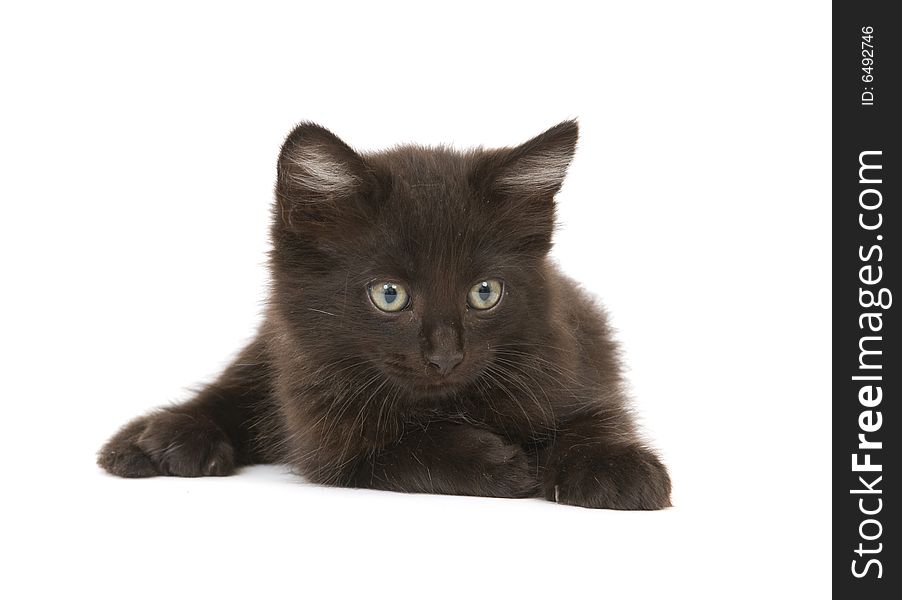 A black kitten lays down on a white background