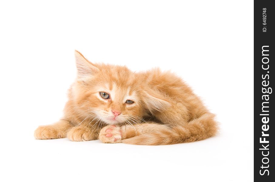 A yellow kitten lays down for a cat nap on a white background. A yellow kitten lays down for a cat nap on a white background