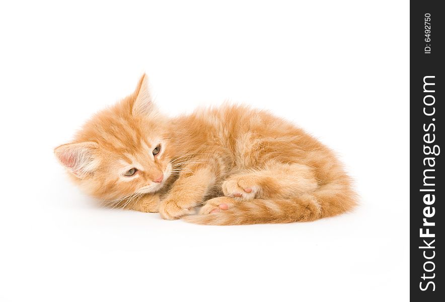 A yellow kitten lays down for a cat nap on a white background. A yellow kitten lays down for a cat nap on a white background