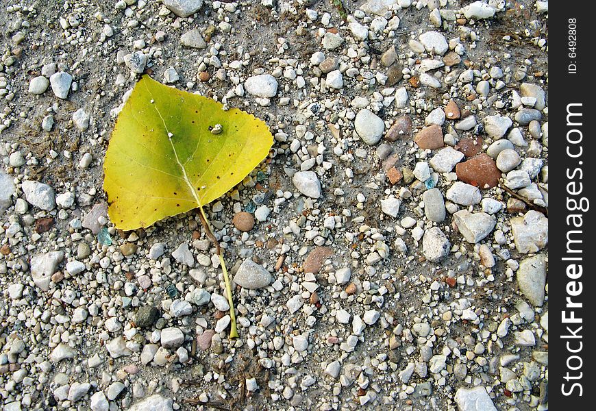 yellow fallen leaf over stony ground