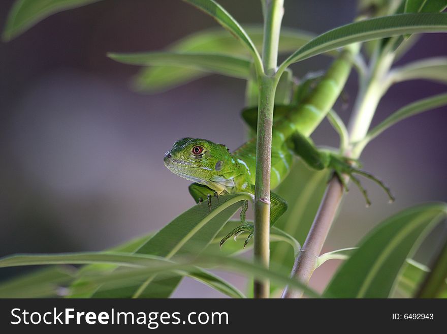 Baby iguana tip toes on leaves
