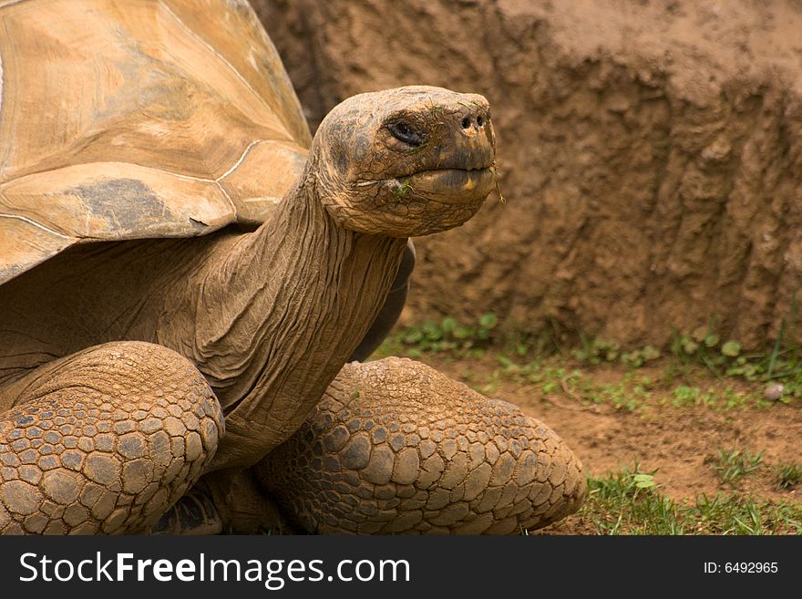 Old, giant turtle (Giant Galapagos Tortoise). Lives more than 100 years, weights up to 200kg and has up to 2m in length.