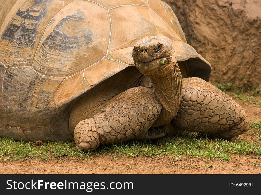 Old, giant turtle (Giant Galapagos Tortoise). Lives more than 100 years, weights up to 200kg and has up to 2m in length.