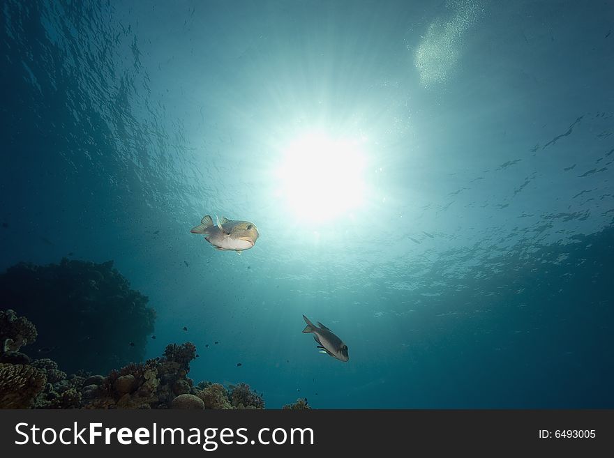 Coral and fish taken in the Red Sea.