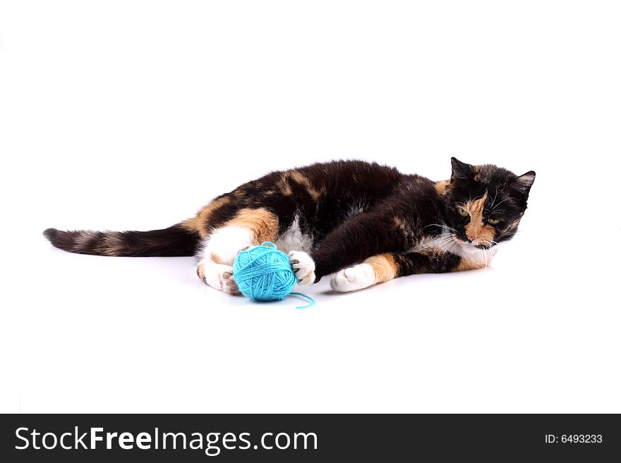 Colorful cat playing with a blue wool. Colorful cat playing with a blue wool