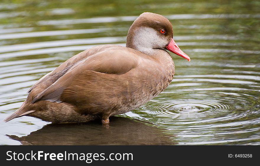 Brown duck in a pond. Brown duck in a pond