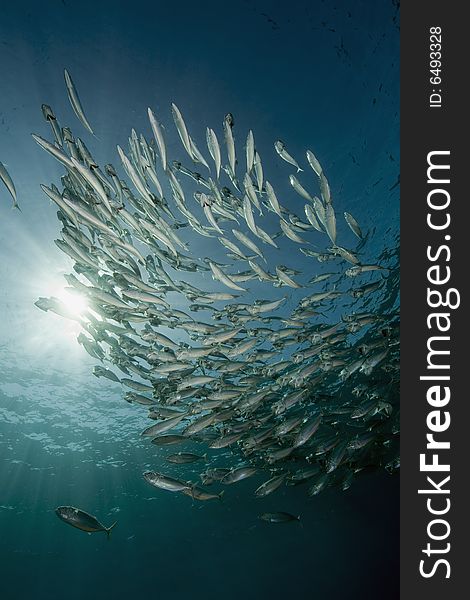 Striped mackerel (rastrelliger kanagurta) taken in the Red Sea.