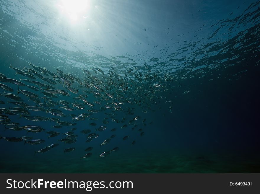 Striped mackerel (rastrelliger kanagurta) taken in the Red Sea.