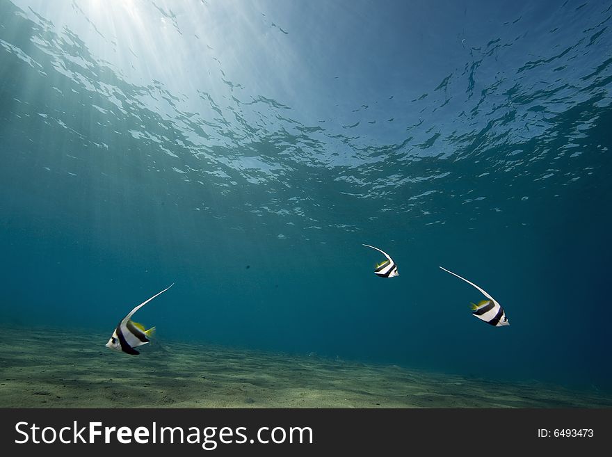 Schooling bannerfish (heniochus diphreutes)