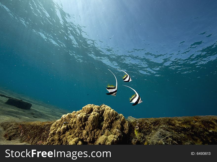 Schooling bannerfish (heniochus diphreutes) taken in the Red Sea.