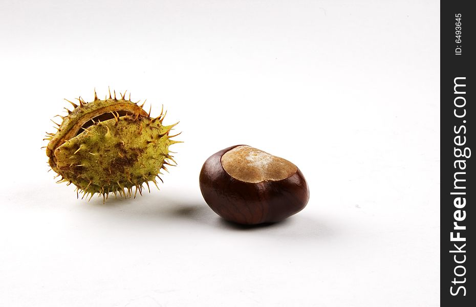 Photo of conkers isolated on white. Photo of conkers isolated on white