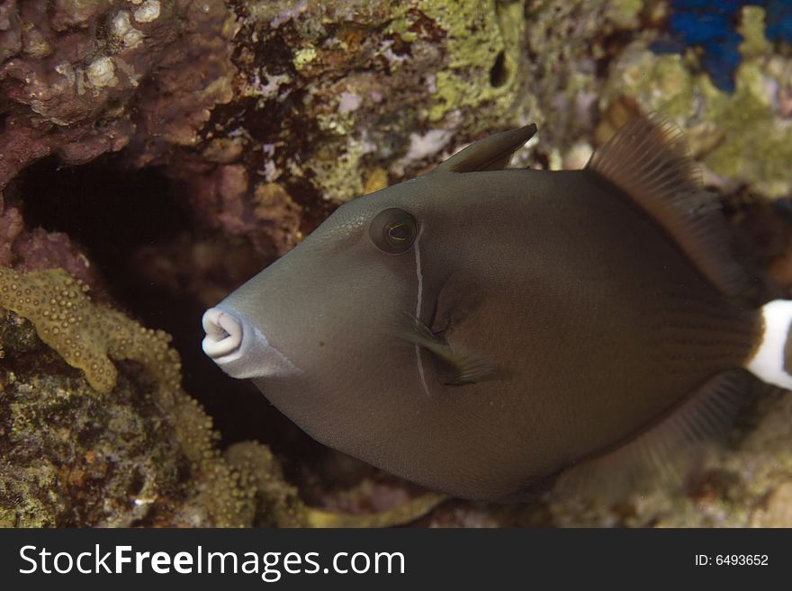 Bridled triggerfish (sufflamen fraenatus) taken in the Red Sea.