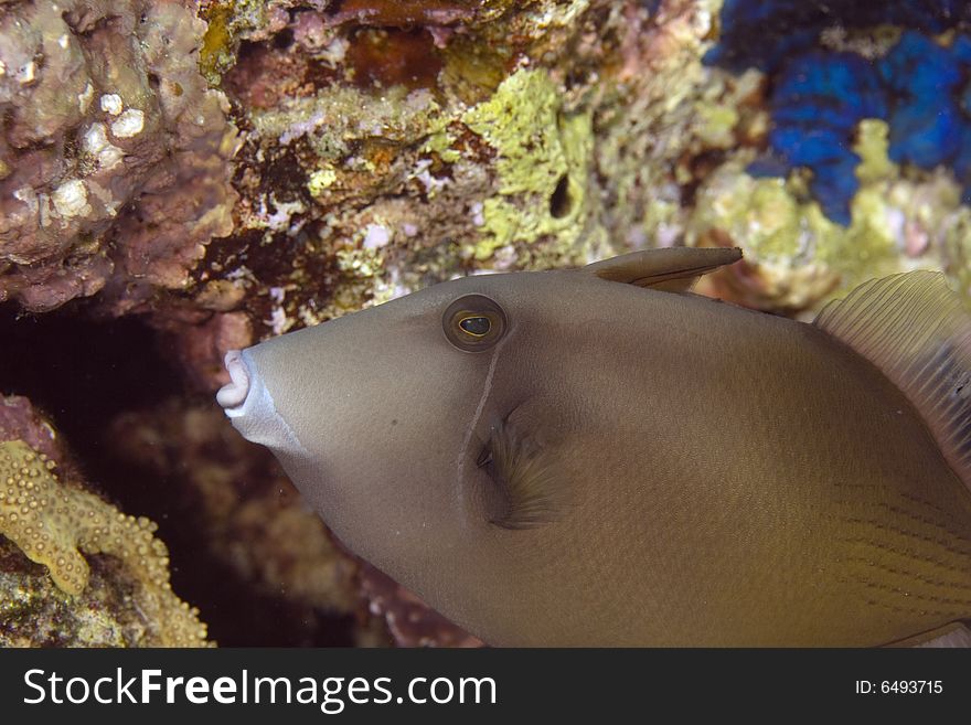 Bridled triggerfish (sufflamen fraenatus) taken in the Red Sea.