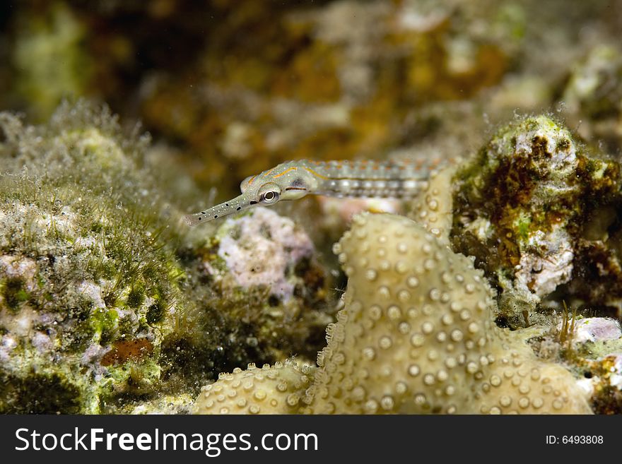 Network pipefish (corythoichthys flavofasciatus) taken in the Red Sea.