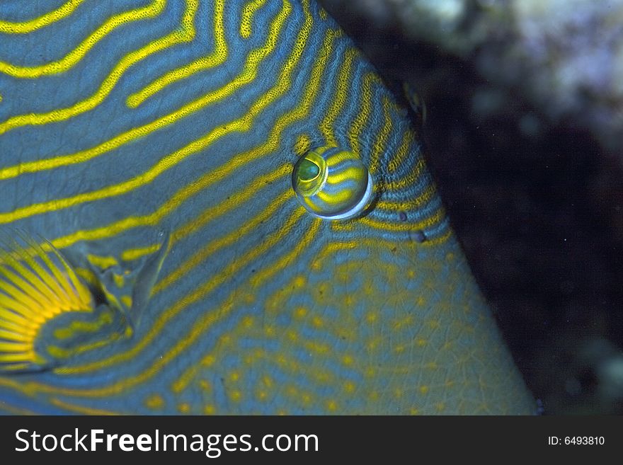 Orange-striped triggerfish (balistoides undulat) taken in the Red Sea.