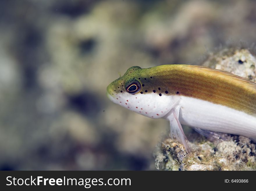 Freckled hawkfish (paracirrhites forsteri)