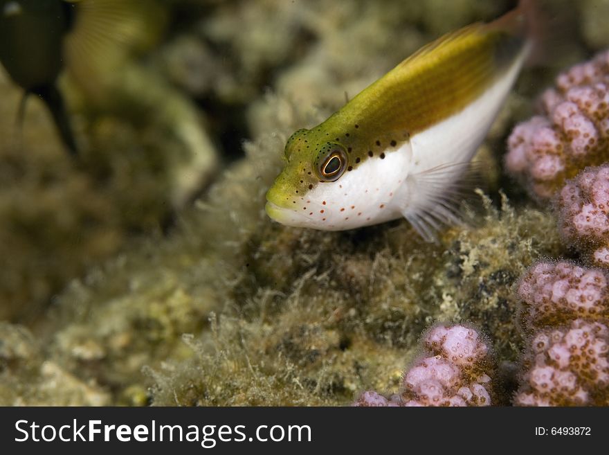 Freckled Hawkfish (paracirrhites Forsteri)