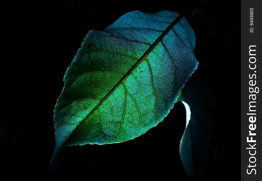 A Back-lit Leaf, Photographed At Night. A Back-lit Leaf, Photographed At Night
