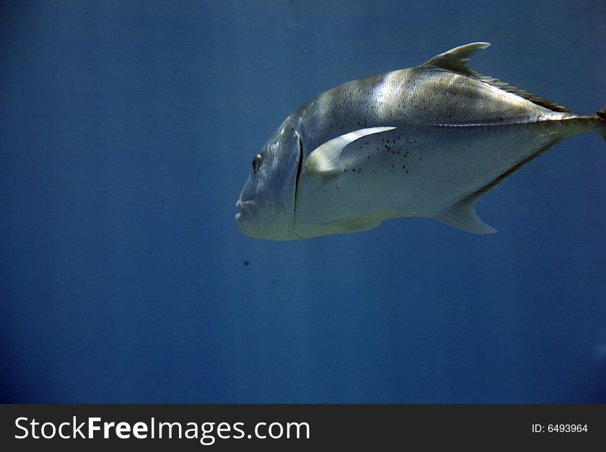 Giant trevally (caranx ignobilis) taken in the Red Sea.