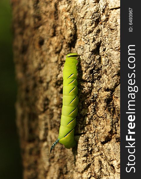 A bright green caterpillar crawls on a tree.