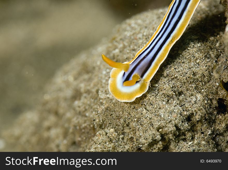 Pyjama Chromdorid (chromodoris Quadricolor)