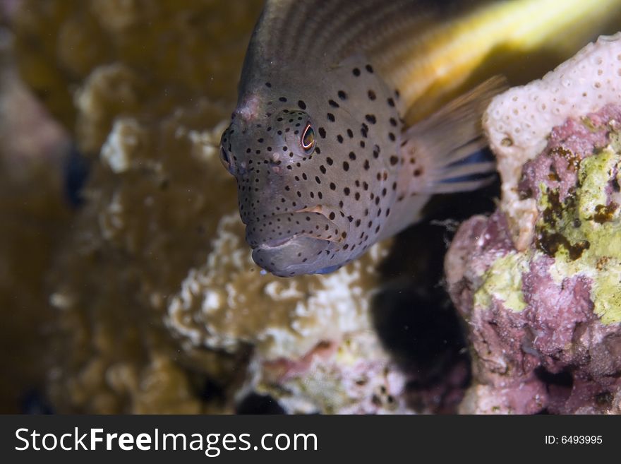 Freckled Hawkfish (paracirrhites Forsteri)