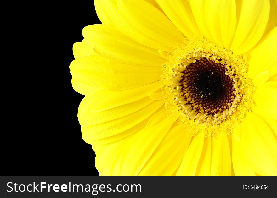 A macro shot of a bright sunflower.