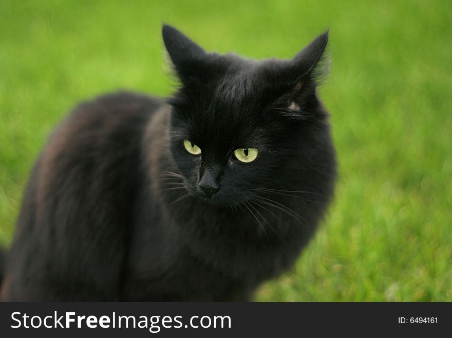 Fluffy black cat on a green grass