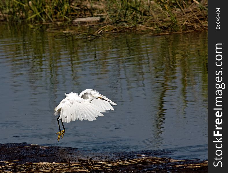 Flying Egret