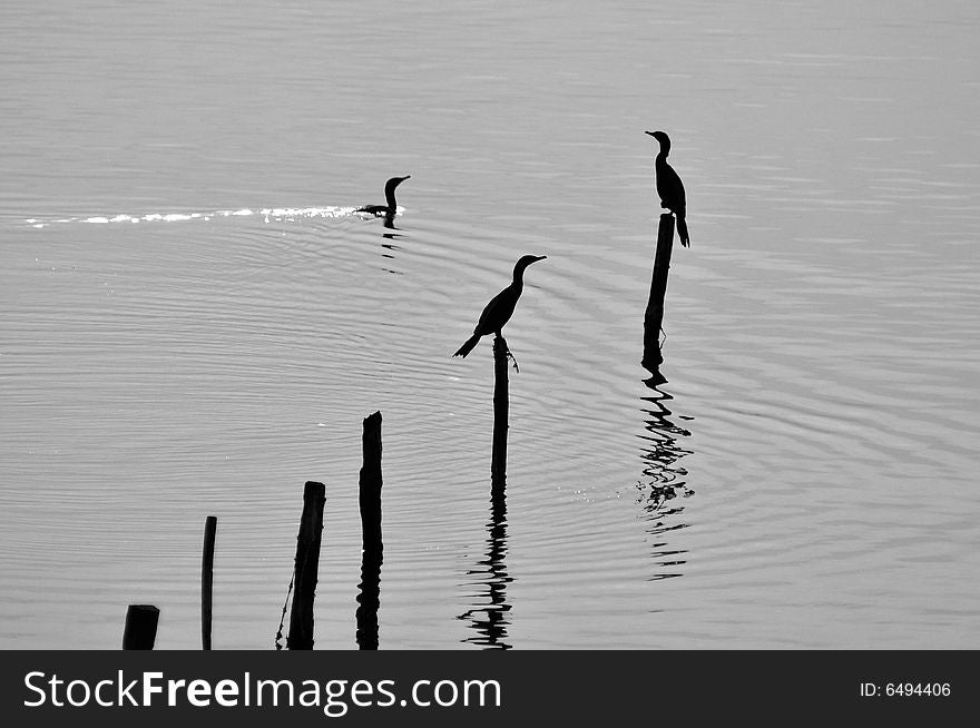 A group of birds on the river. A group of birds on the river