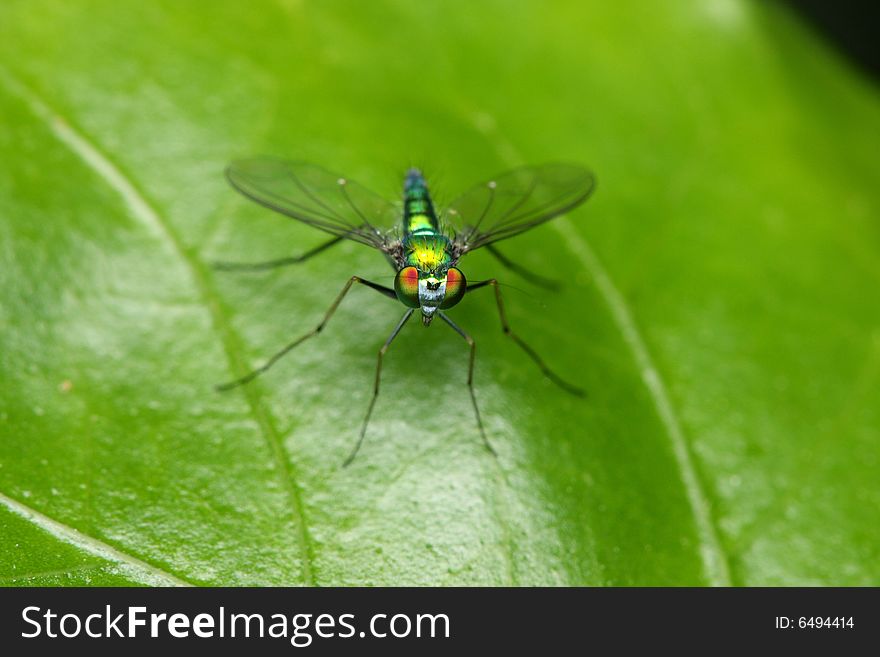 Close up of a long legged fly stand on green leaf.