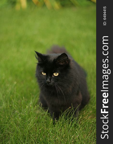 Fluffy black cat on a green grass