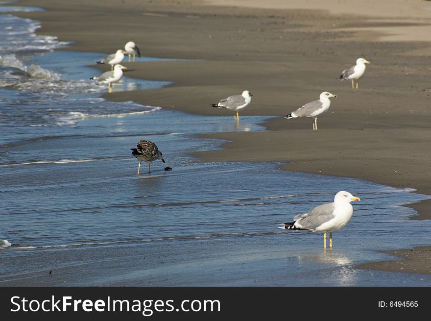 Sea gulls on sand shore in tide, horizontal